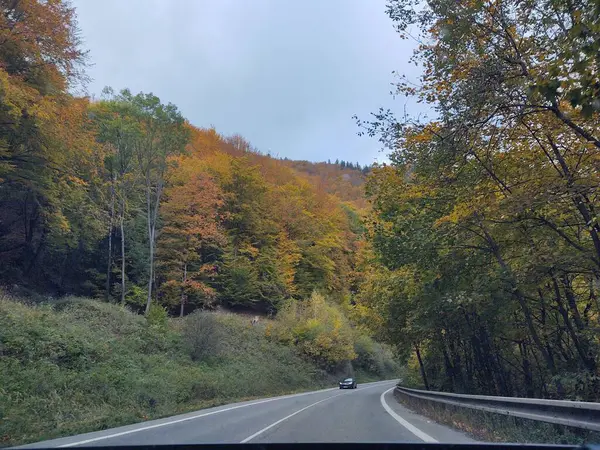 Herfst Landschap Met Kleurrijke Bomen Bos — Stockfoto