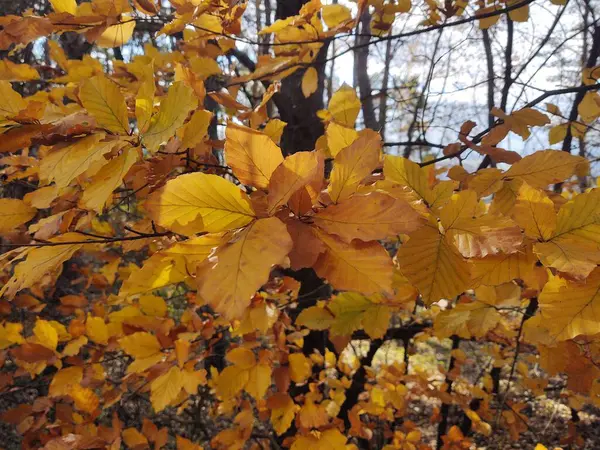 Feuilles Automne Flore Saison Automne — Photo