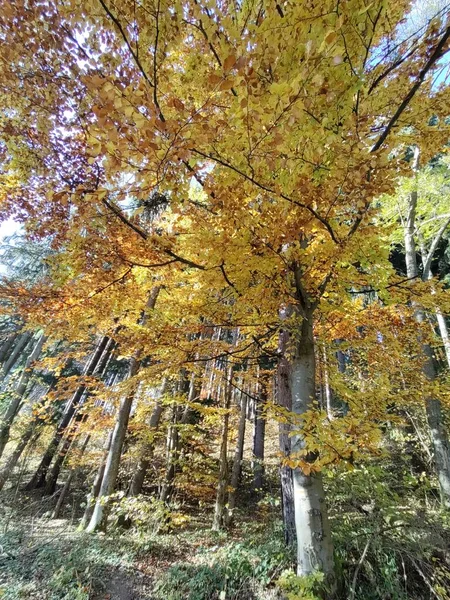 Outono Floresta — Fotografia de Stock