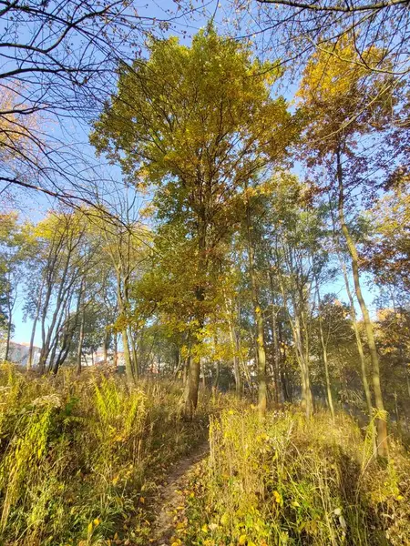 Bela Floresta Outono Com Árvores Folhas Verdes — Fotografia de Stock