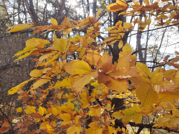 Feuilles Automne Flore Saison Automne — Photo