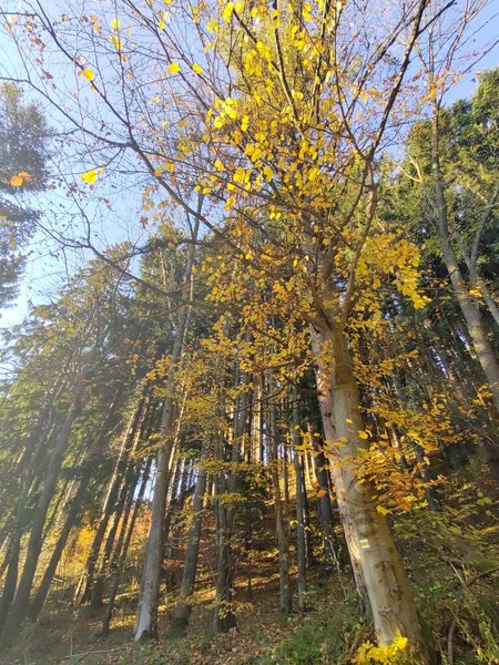 Forêt Automne Avec Arbres Feuilles — Photo