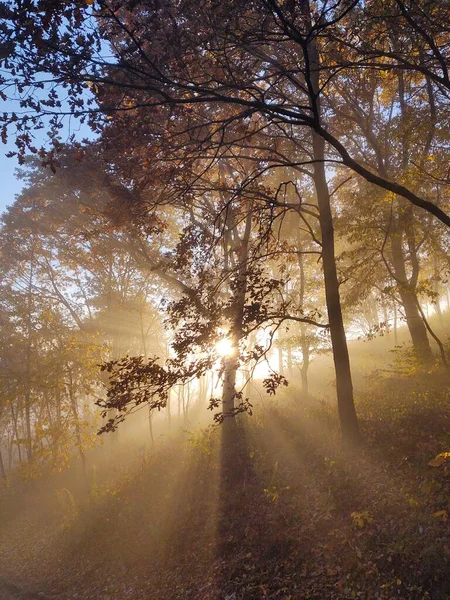 Brume Dans Forêt Rayons Soleil Derrière Les Arbres Slovaquie — Photo