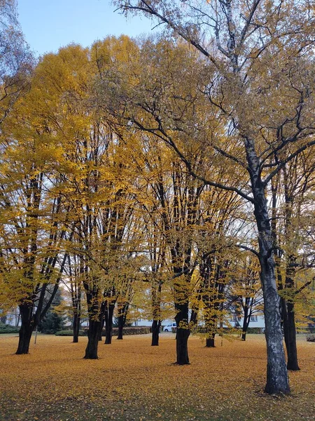 Herfst Landschap Met Bomen Bladeren — Stockfoto