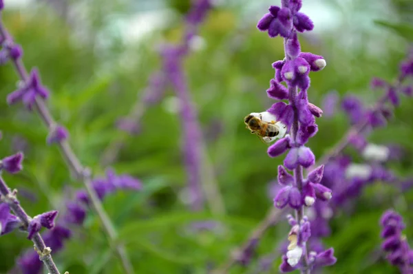 Honey Bee on flower