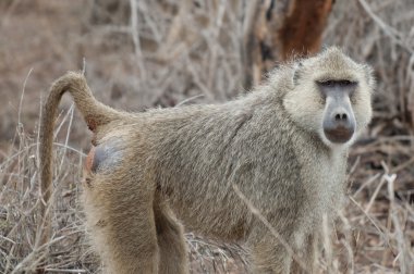 Maymunlar Kenya