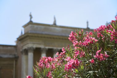 Roma