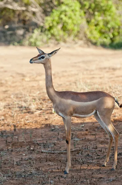 Antilope — Stock Photo, Image