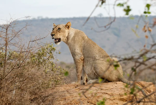 Lions in Kenya — Stock Photo, Image