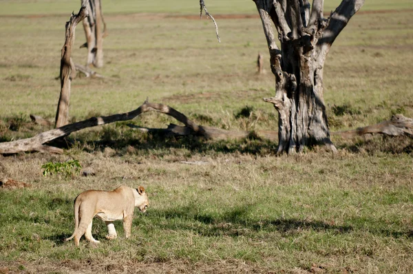 Lions in Kenya — Stock Photo, Image