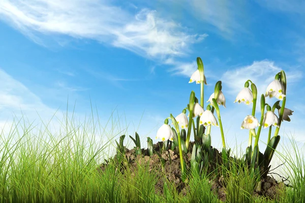 Schneeflocken im Frühling lizenzfreie Stockfotos