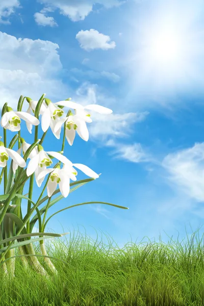 Gouttes de neige dans l'herbe verte Image En Vente