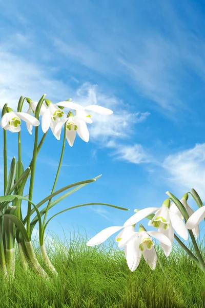 Snow drops in green grass Royalty Free Stock Images