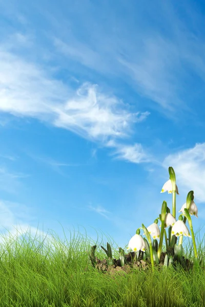 Schneeflocken im Frühling Stockfoto