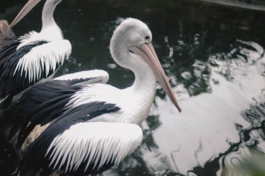 Pelican (Pelecanus) parkta göletin üstünde oturuyor.