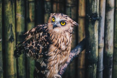 Tüylü balık baykuşu (ketupa ketupu) veya Burung Hantu Beluk ketupa veya Malay balık baykuşu, tünekte dinlenen kuş