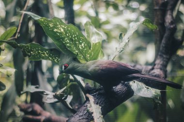 Gine Turaco (Tauraco persa) veya turaco hijau kuşu bir ağaç dalında
