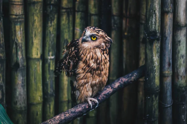 Рибна Сова Кетупа Кетупу Або Burung Hantu Beluk Кетупа Або — стокове фото