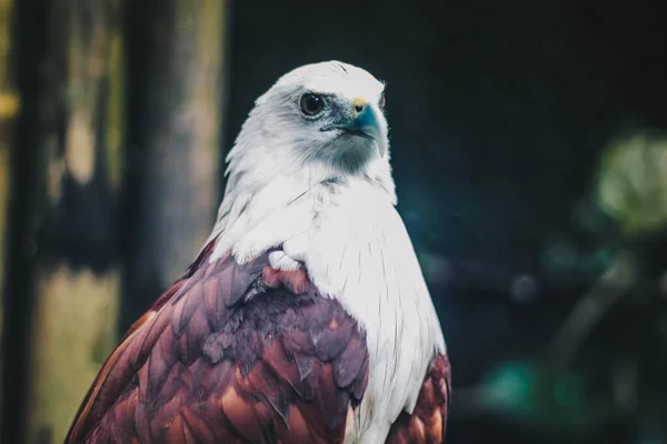 Brahminy Kite Haliastur Indus Elang Bondol Αρπακτικό Πτηνό — Φωτογραφία Αρχείου