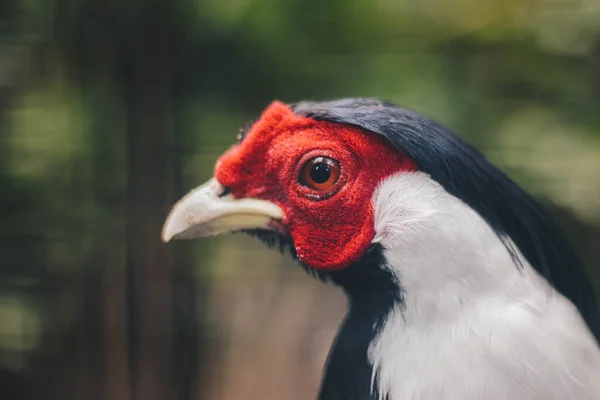 Head Close Silver Pheasant Lophura Nycthemera — Stock Photo, Image