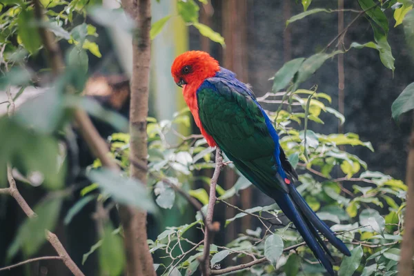 Close Australian King Parrot Alisterus Scapularis Branch — Stock Photo, Image