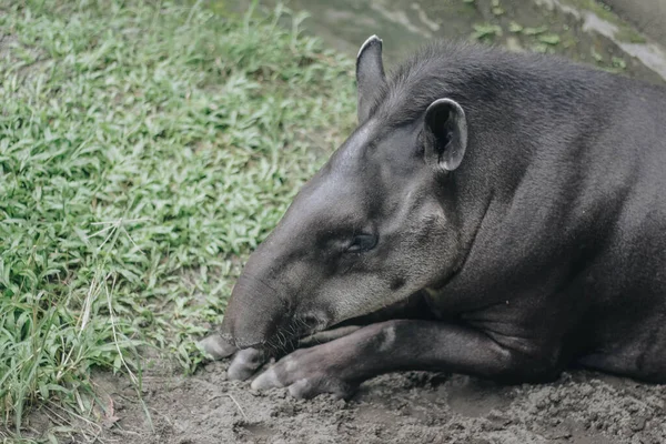 Südamerikanischer Tapir Tapirus Terrestris Auch Als Brasilianischer Tapir Bekannt Seltenes — Stockfoto