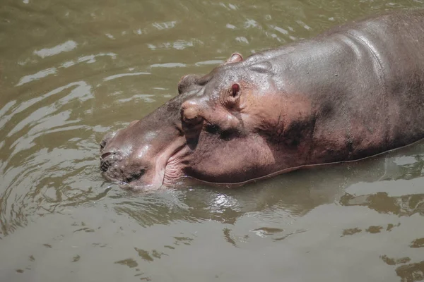 水中のカバアフリカのカバ カバの両生類カペデンシス 水中の動物 — ストック写真