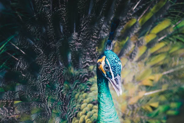 Close Beautiful Peacock Spreading Feathers — Stock Photo, Image