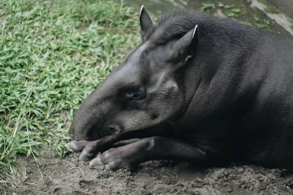 South American tapir (Tapirus terrestris), also known as the Brazilian tapir. Rare animal in captivity. — Stock Image South American Tapir Tapirus Terrestris Also Known Brazilian Tapir Rare Stock Picture