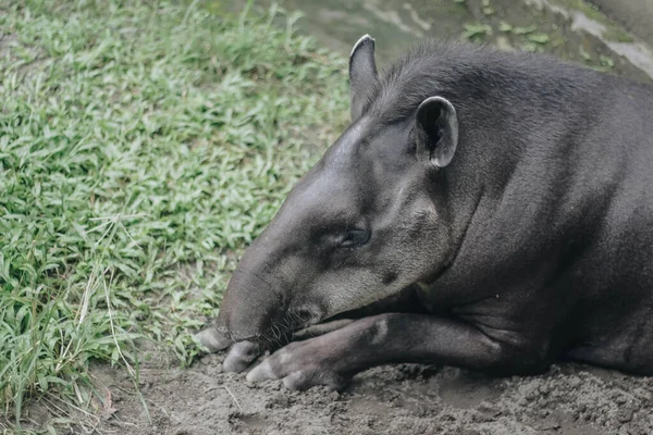 South American tapir (Tapirus terrestris), also known as the Brazilian tapir. Rare animal in captivity. — Stock Image South American Tapir Tapirus Terrestris Also Known Brazilian Tapir Rare Stock Image