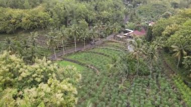 Endonezya 'nın kırsal kesimindeki köyde küçük bir yolda giden bir arabanın hava görüntüsü.