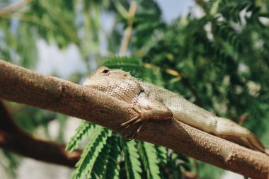 Doğu bahçe çiti kertenkelesi ya da Calotes versicolor Tropikal ormanda bir dalda oturuyor.