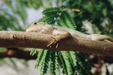 Doğu bahçe çiti kertenkelesi ya da Calotes versicolor Tropikal ormanda bir dalda oturuyor.