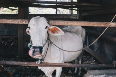 Ongole Crossbred sığırları veya Java İneği veya Beyaz İnek veya Bos Taurus Endonezya 'nın geleneksel çiftliği Endonezya' daki en büyük sığırlardır..