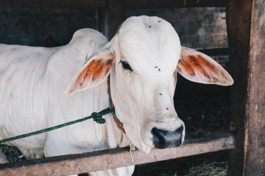 Ongole Crossbred sığırları veya Java İneği veya Beyaz İnek veya Bos Taurus Endonezya 'nın geleneksel çiftliği Endonezya' daki en büyük sığırlardır..