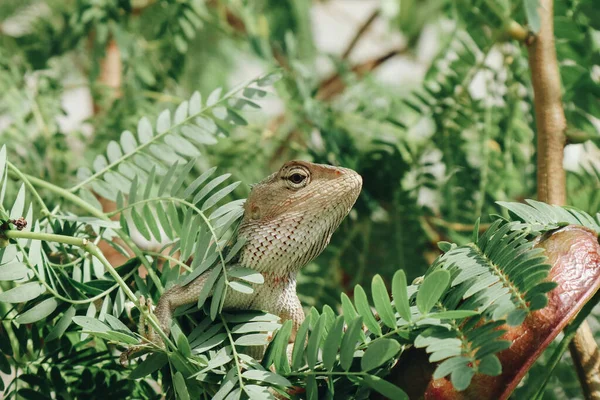 Orientální Zahrada Plot Ještěrka Nebo Calotes Versicolor Sedí Větvi Tropické — Stock fotografie