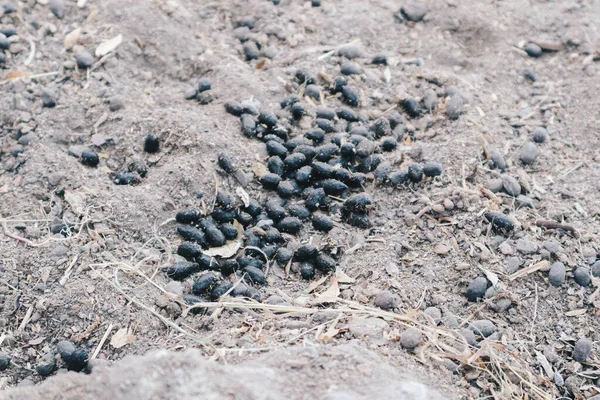 土上的黑色山羊排泄物 — 图库照片