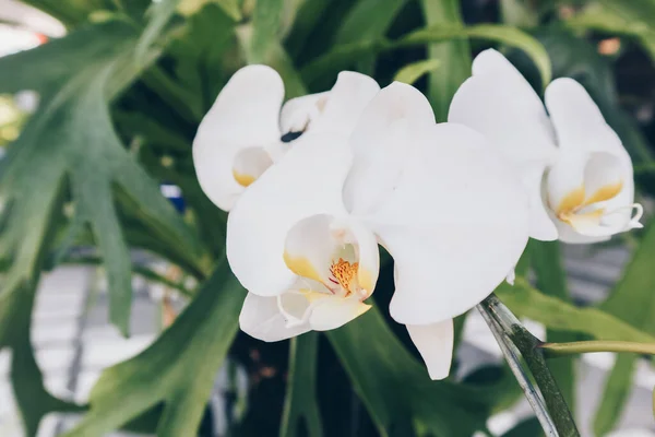 Beyaz Orkide Falanopsisi Bitkisinin Üzerinde Orkide Falanopsis Beyaz Yaprakları Bulunur — Stok fotoğraf