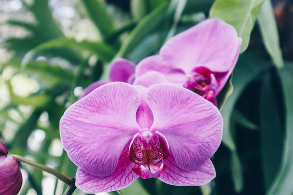 난초의 분홍빛 Phalaenopsis 설계를 Moth Dendrobium Orchid — 스톡 사진