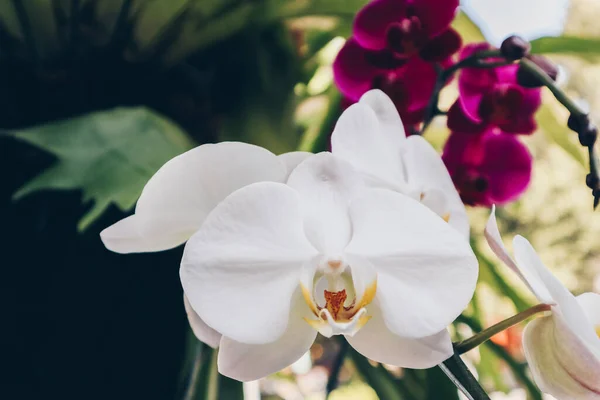 Beyaz Orkide Falanopsisi Bitkisinin Üzerinde Orkide Falanopsis Beyaz Yaprakları Bulunur — Stok fotoğraf