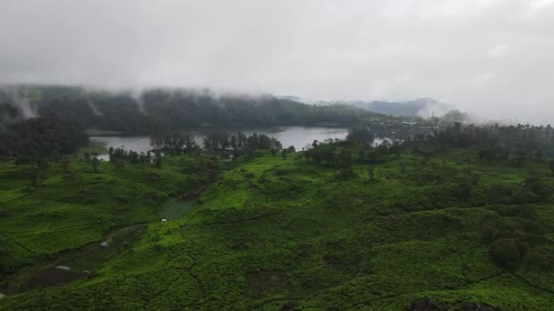 Bandung Endonezya Daki Sisli Ormanlı Çay Tarlası Manzarası — Stok video