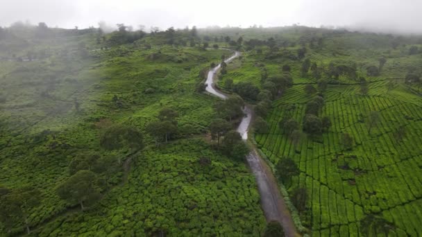 Flygfoto Teplantage Med Dimmig Skog Bandung Indonesien — Stockvideo