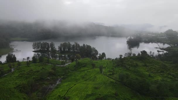 印度尼西亚万隆有雾蒙蒙森林的茶园空中景观 — 图库视频影像