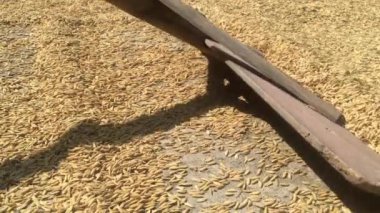 Eski ya da eski tarım aletleri süpürge gibi ahşaptan pirinç tanelerini kurutmaya ya da yerdeki çeltik tarlasına.