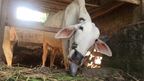 Ongole Crossbred Cattle Javanese Cow White Cow Bos Taurus Ganado — Vídeo de stock