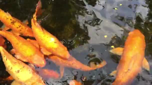 Koi Fish Pond Fancy Carps Fish Swimming Water — Stock Video