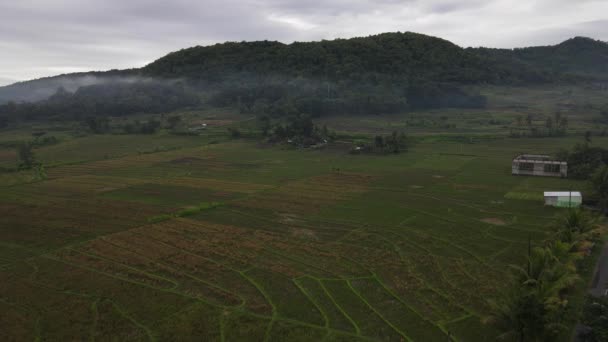 Vista Aérea Del Campo Arroz Brumoso Bosque Aldea Indonesia — Vídeo de stock