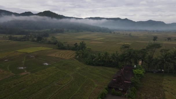 Vista Aérea Campo Arroz Nebuloso Floresta Aldeia Indonésia — Vídeo de Stock