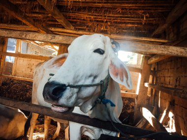 Geleneksel Endonezya çiftliğinde Ongole Crossbred sığırları veya Cava İneği veya Beyaz İnek. Geleneksel çiftlik hayvanı yetiştiriciliği.