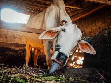 Geleneksel Endonezya çiftliğinde Ongole Crossbred sığırları veya Cava İneği veya Beyaz İnek. Geleneksel çiftlik hayvanı yetiştiriciliği.